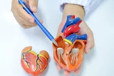 An anatomical heart model being held by a person pointing at an internal chamber with a pen.