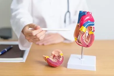 A doctor pointing to an anatomical heart model on a desk with a white pen.