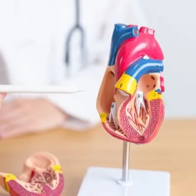 A detailed anatomical model of a human heart on a stand, showing its internal chambers and valves.