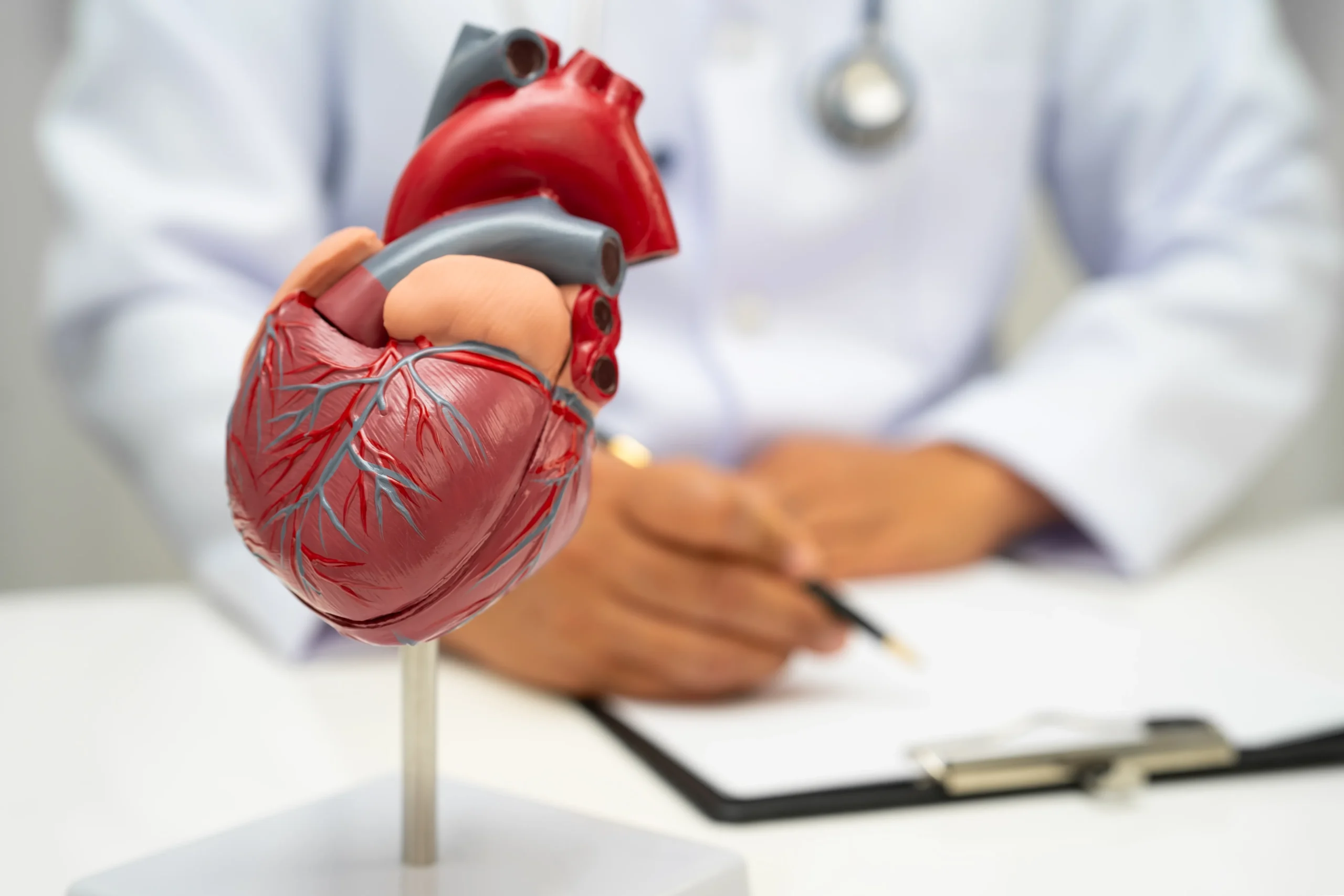 Cardiovascular disease CVD, doctor with heart human model anatomy for treatment patient in hospital.