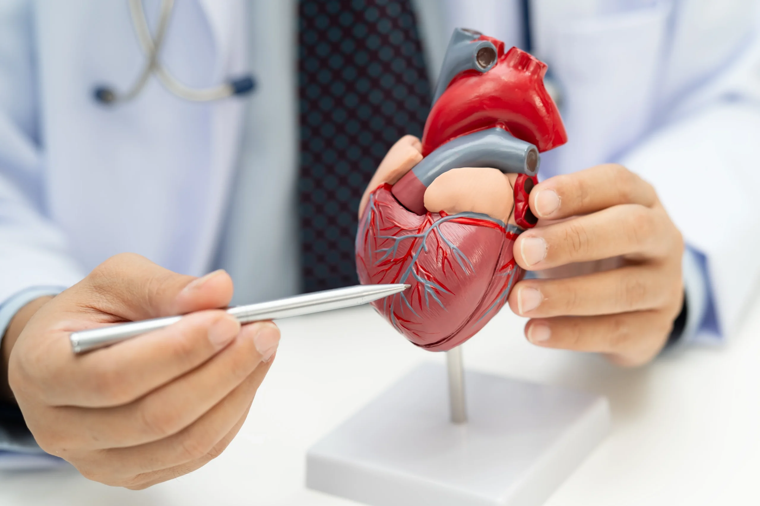 Cardiovascular disease CVD, Asian doctor holding human anatomy model for learn and treat heart disease.